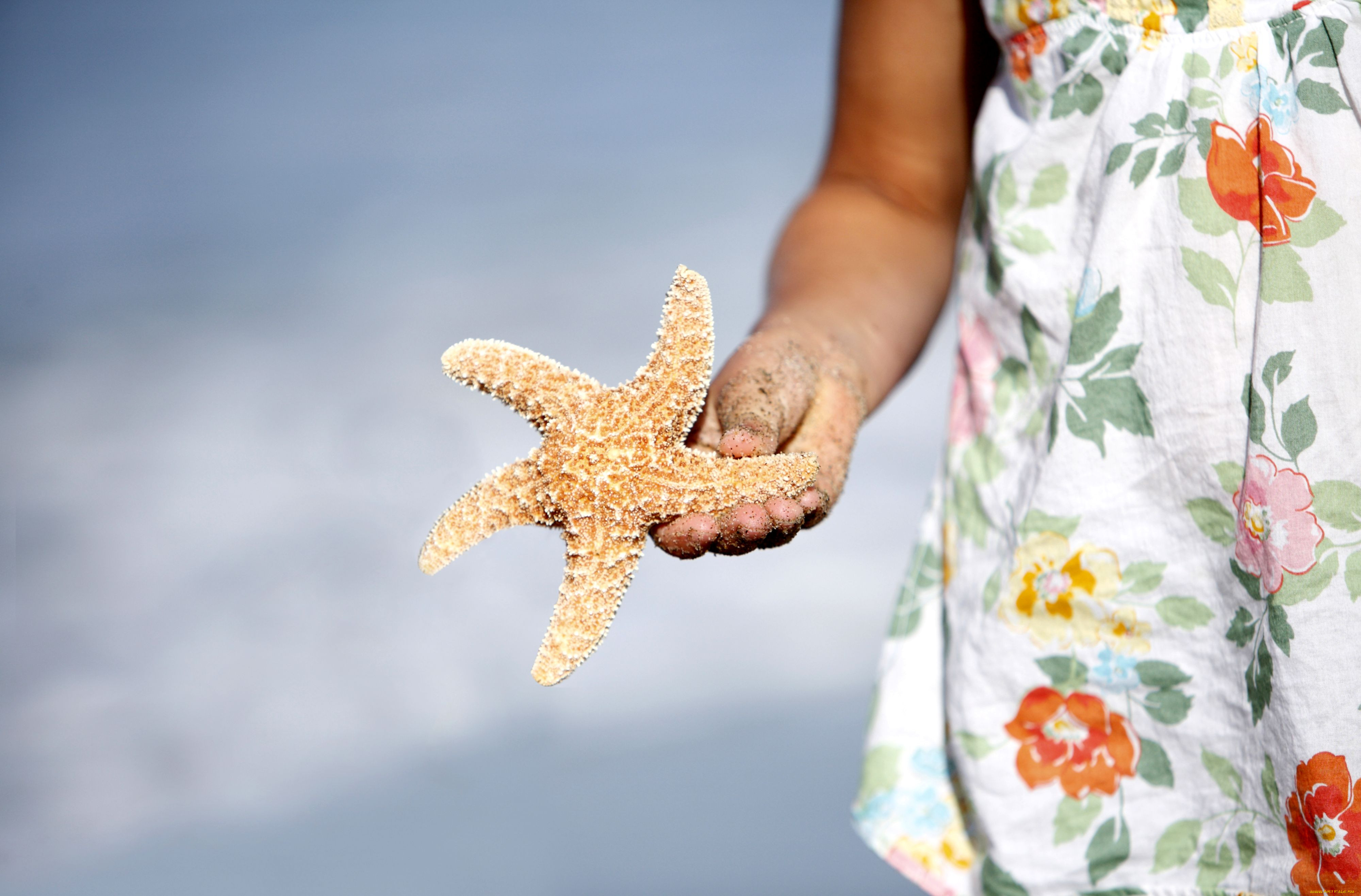 Ракушка морская звезда. Морская звезда. Ракушки и морские звезды. Девушка с морской звездой. Морская звезда в руках.